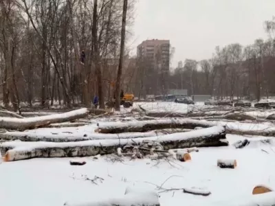 Защита Берёзовой аллеи от вырубки