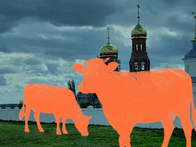      В селе Козиха начали убивать коров, несмотря на обещанную отсрочку. Документы жителям так и не показали
    
